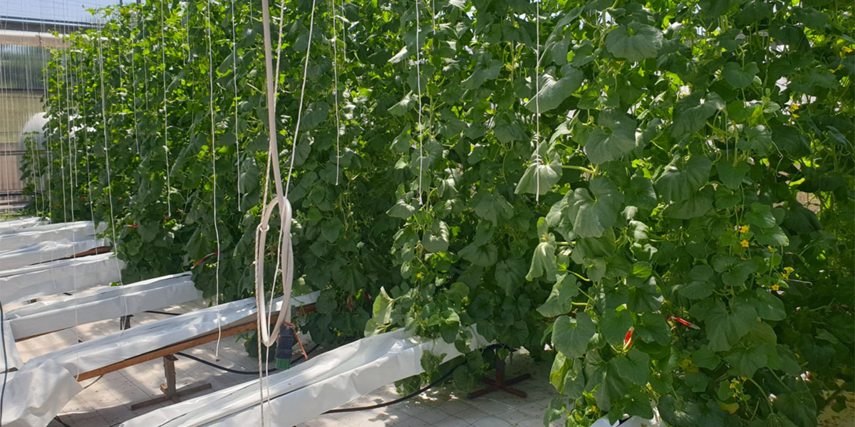 Con l’NFT il melone immaturo ‘Scopatizzo’ ci guadagna